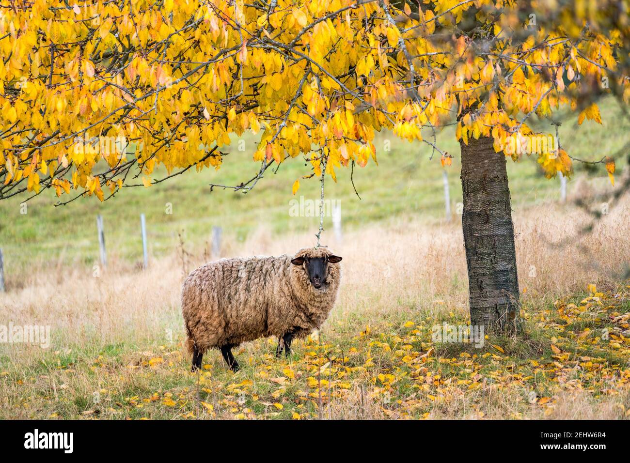 Sheep pasture painting hi-res stock photography and images - Alamy