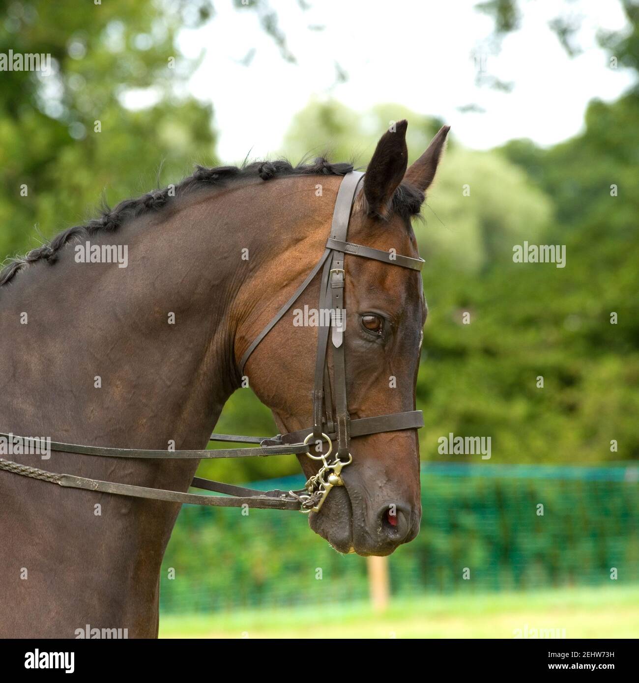 lightweight Hunter horse Stock Photo