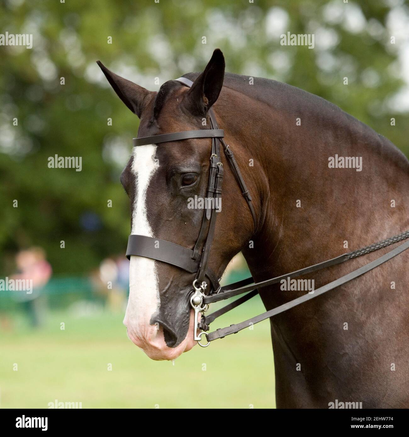 shiow cob, horse Stock Photo