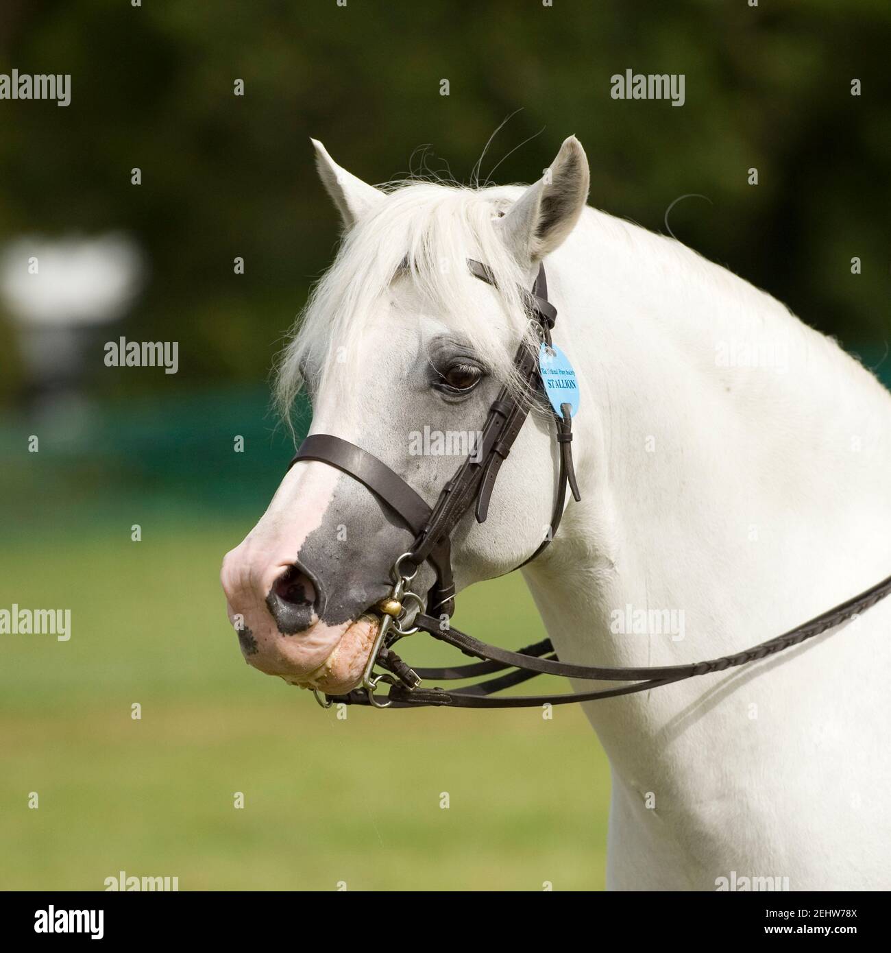 welsh mountain pony stallion Stock Photo