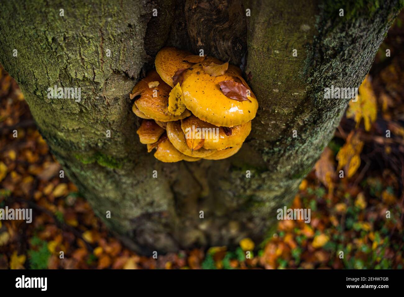 yellow mushrooms growing on tree Stock Photo - Alamy
