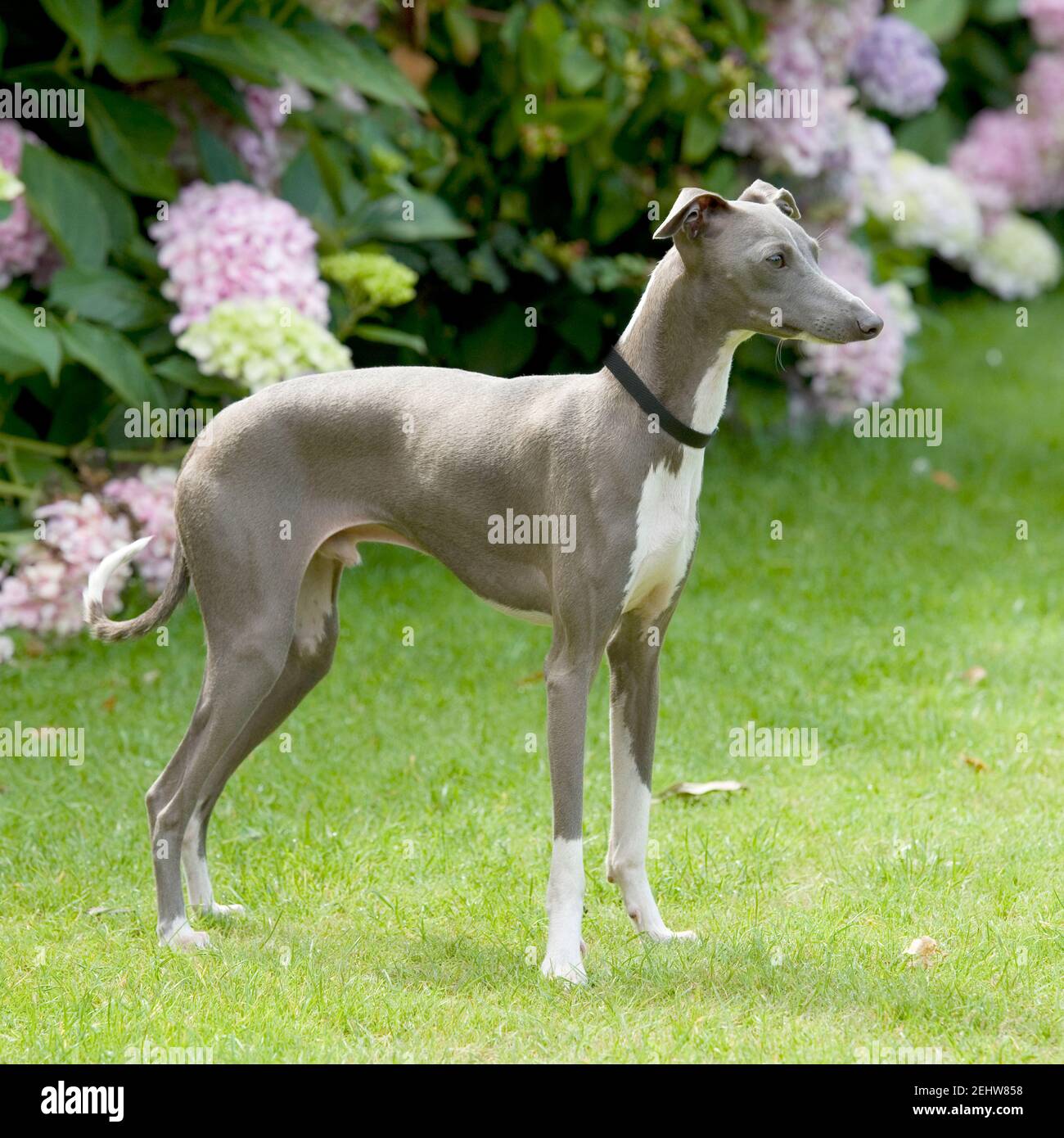 italian greyhound dog Stock Photo Alamy
