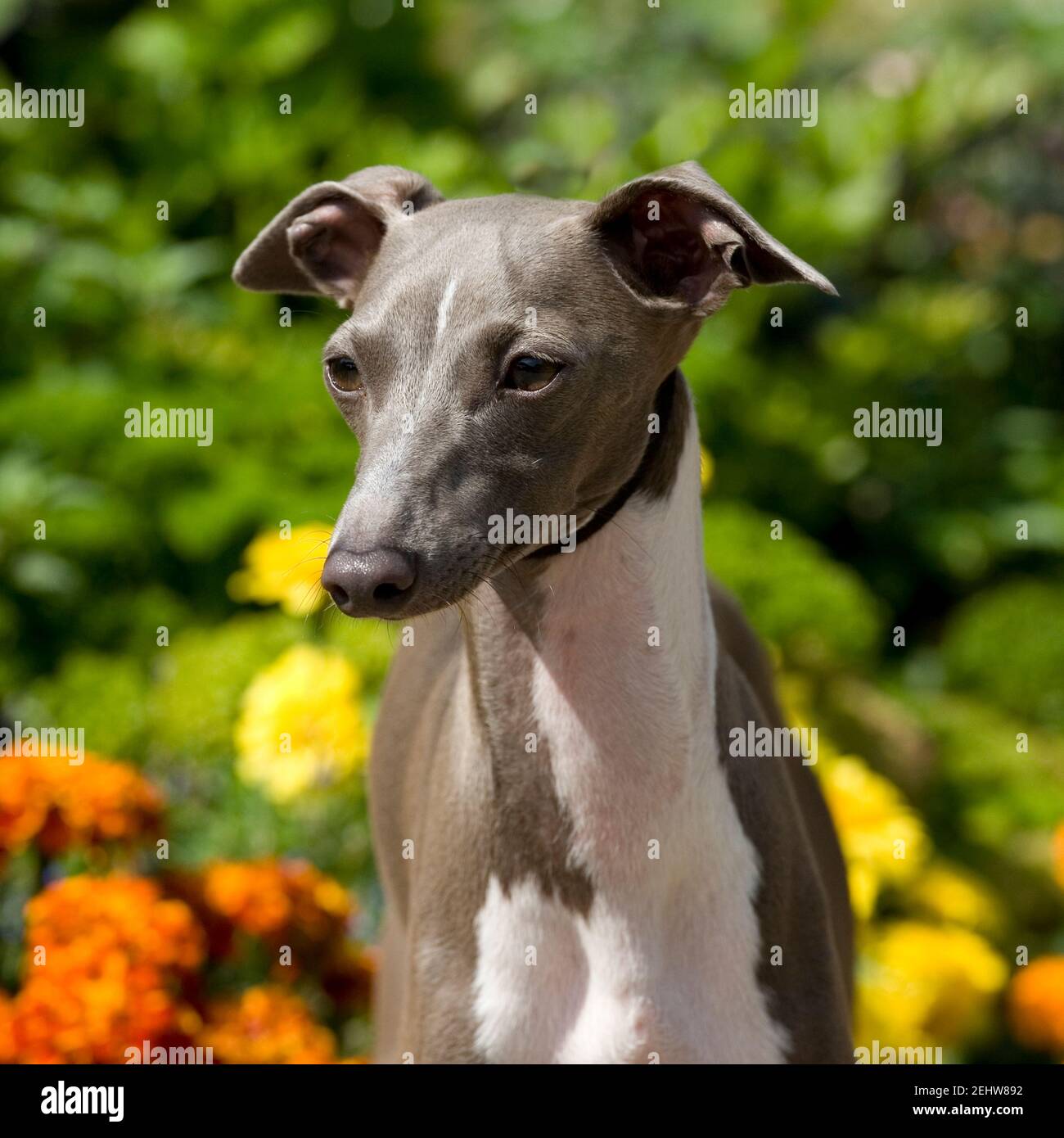 Italian greyhound hires stock photography and images Alamy