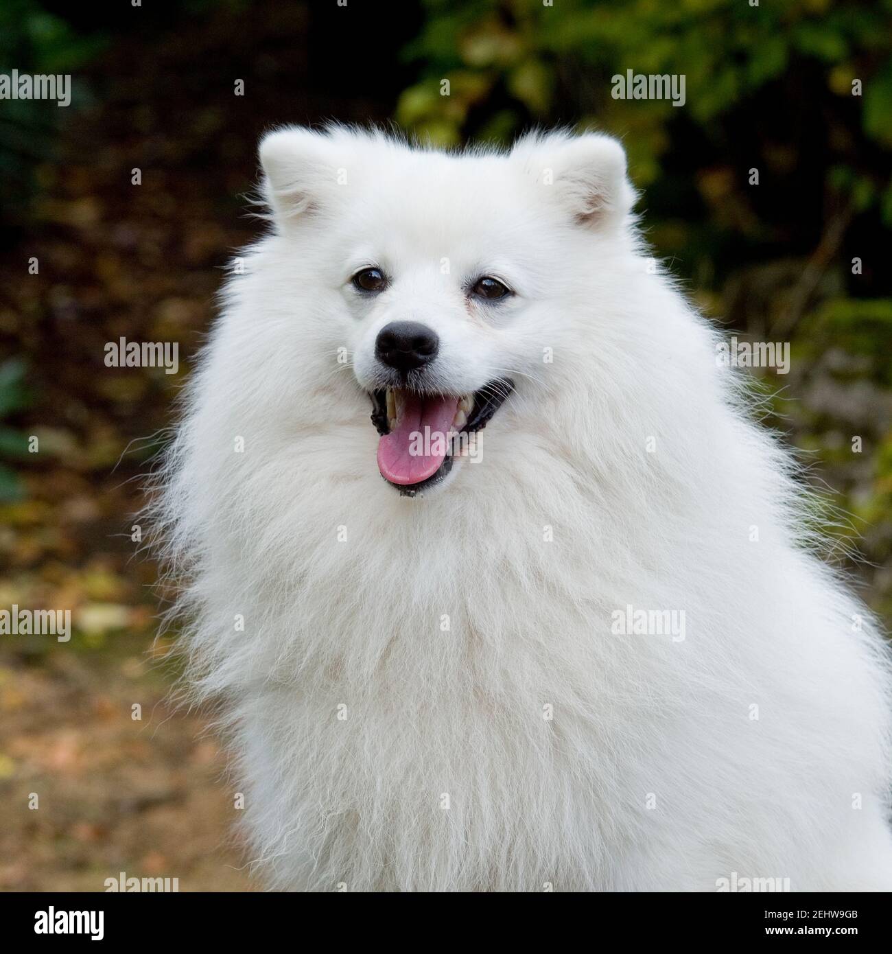 Japanese Spitz High Resolution Stock Photography And Images Alamy