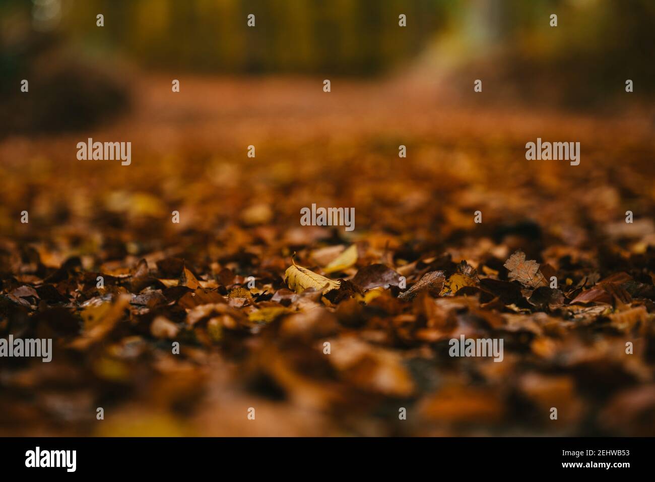 autumn leaves in the forest Stock Photo - Alamy
