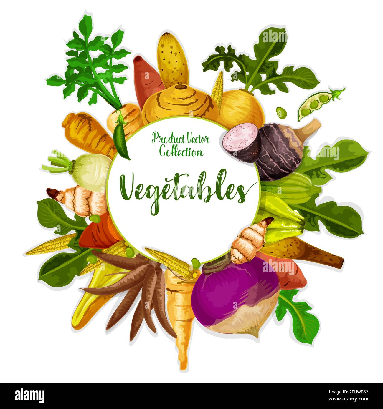 Vegetable tuber roots and farm veggies. Vector vegan sweet potato, radish or turnip and legume bread beans with jicama and cassava manioc. Vegetarian Stock Vector