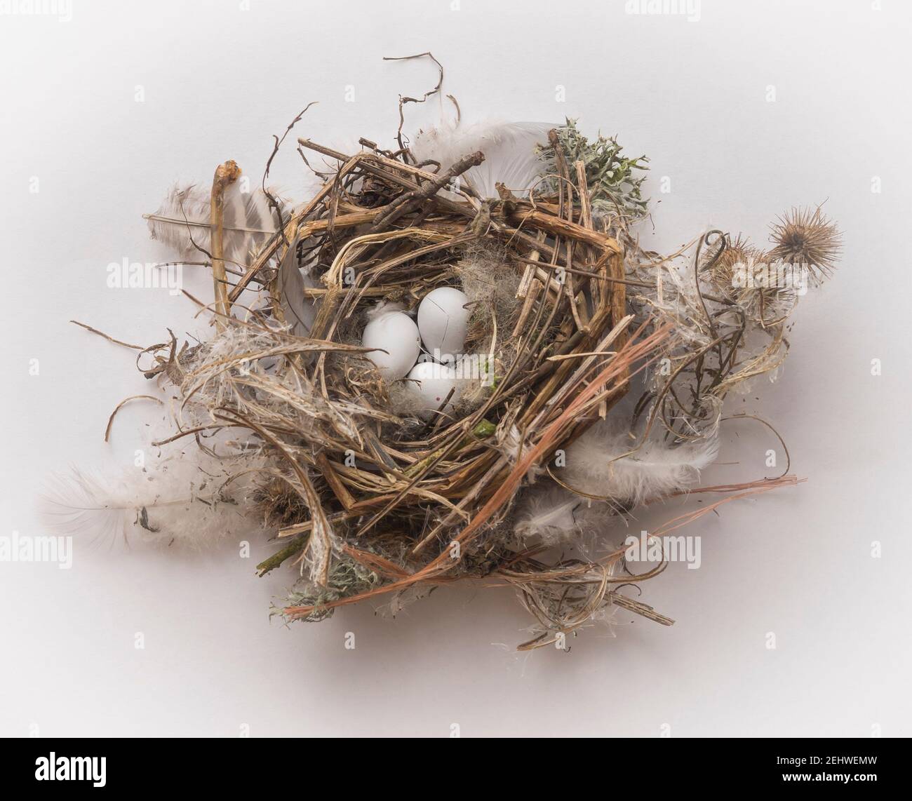 Still life of bird's nest with three eggs lined with twigs, feathers