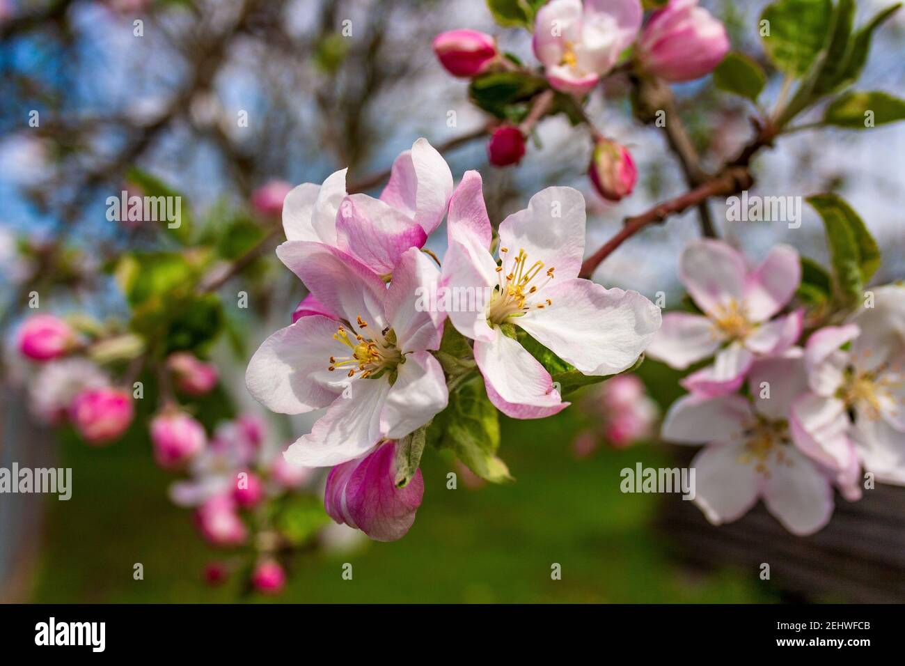 Blossoming beautiful fragile flowers and gorgeous flower buds on a separate branch of the Apple tree Stock Photo