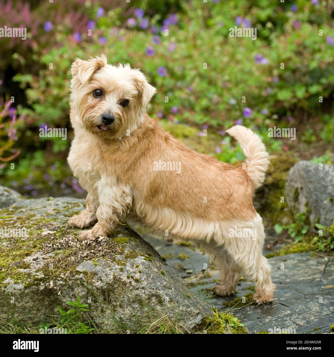 Page 2 Uncropped Ears High Resolution Stock Photography And Images Alamy