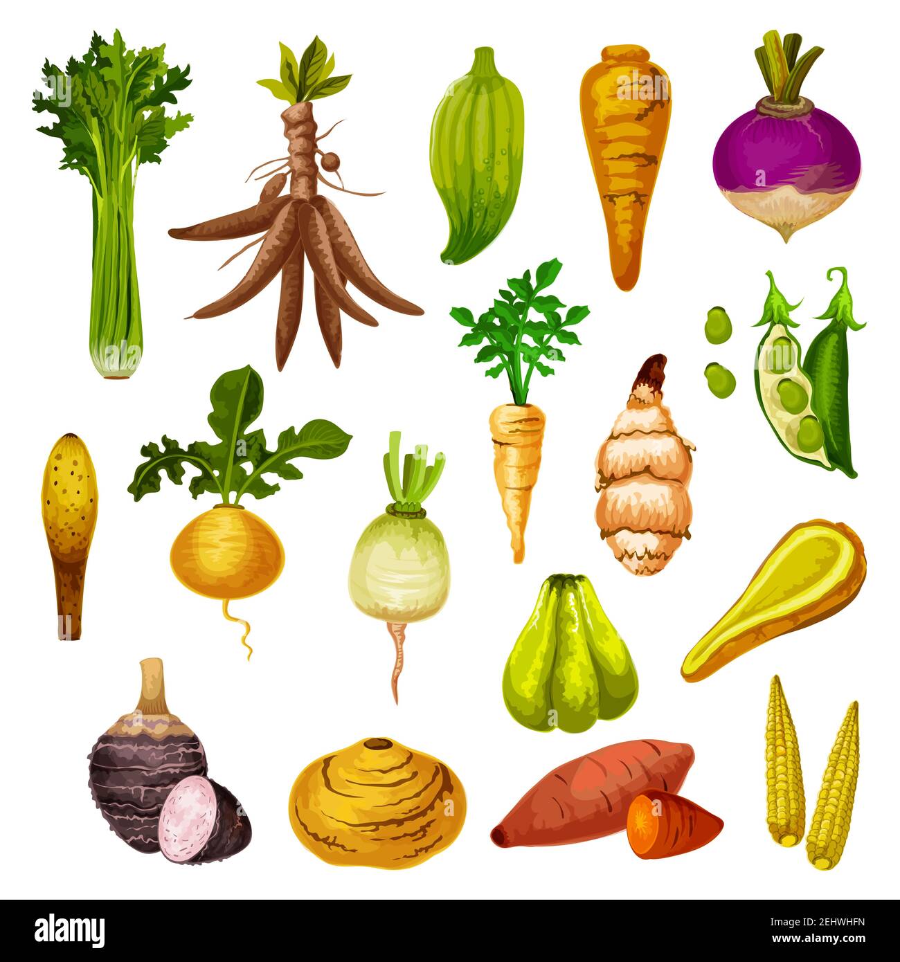 Root vegetables or veggie tuber icons. Vector sweet potato, radish or turnip and legume bread beans, natural jicama and cassava, manioc or celery and Stock Vector
