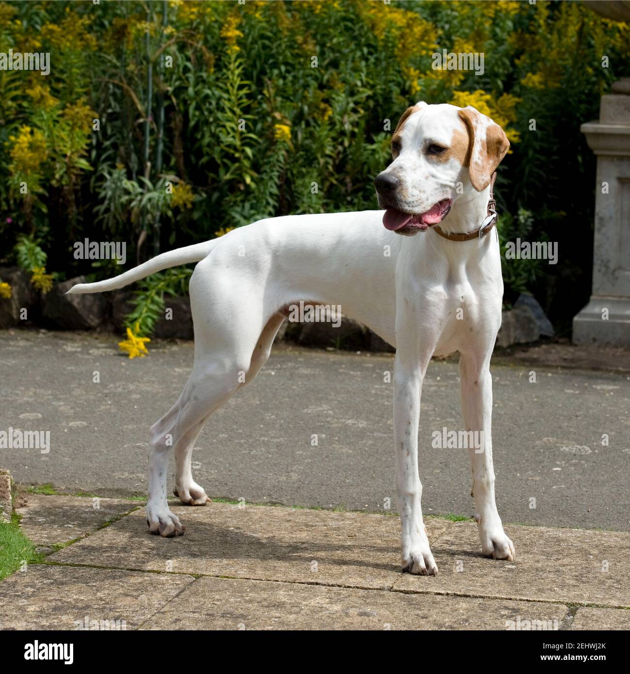 English Pointer dog Stock Photo Alamy
