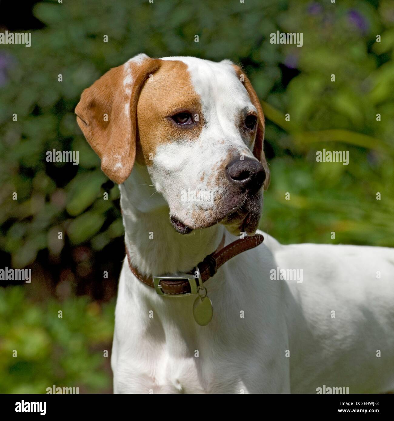 English Pointer dog Stock Photo