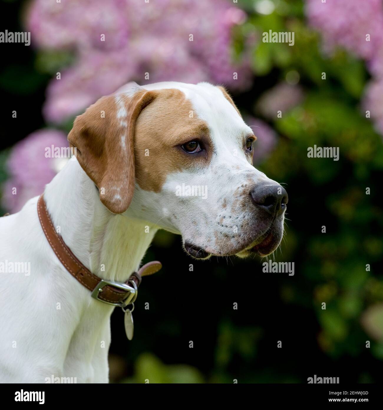 English Pointer dog Stock Photo