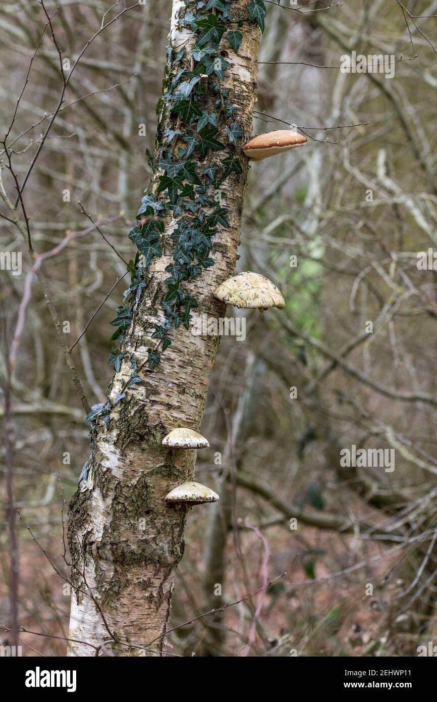 Bracket or shelf fungi growing on side of aspen tree with ivy in winter. Taken as portrait format with four fungi on same side at different hights. Stock Photo