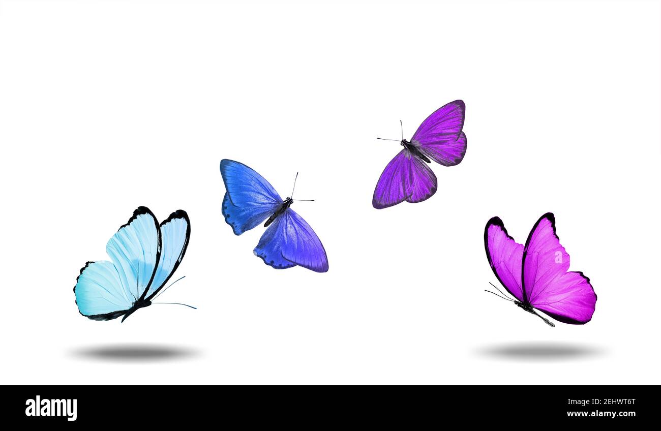 butterflies with a shadow isolated on a white background. High quality  photo Stock Photo - Alamy