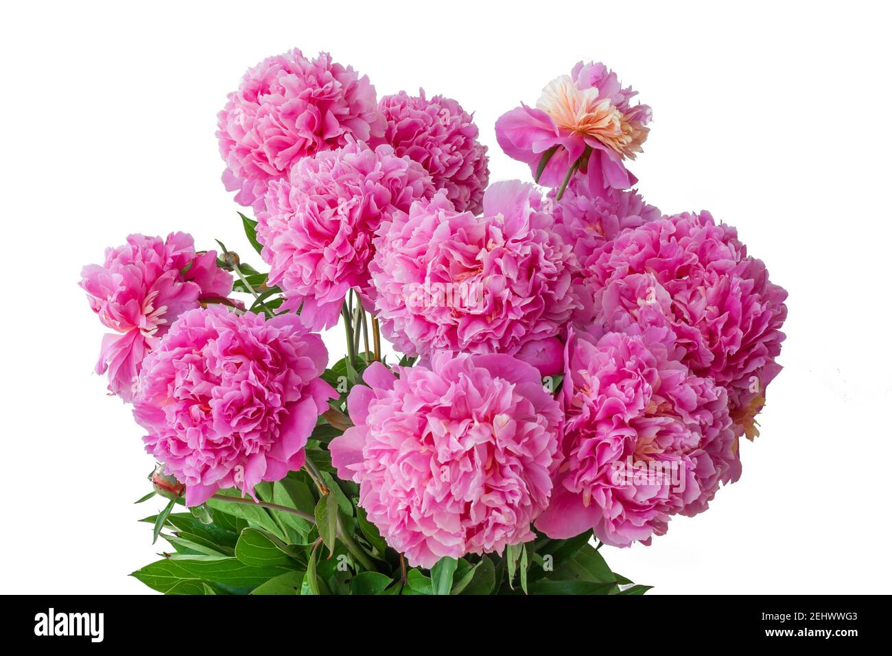 Large bouquet of peony flowers, isolated Stock Photo