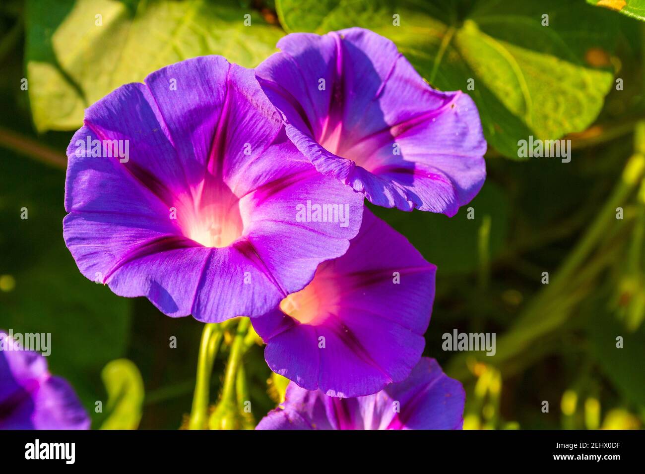 Elegant Bindweed High Resolution Stock Photography and Images - Alamy