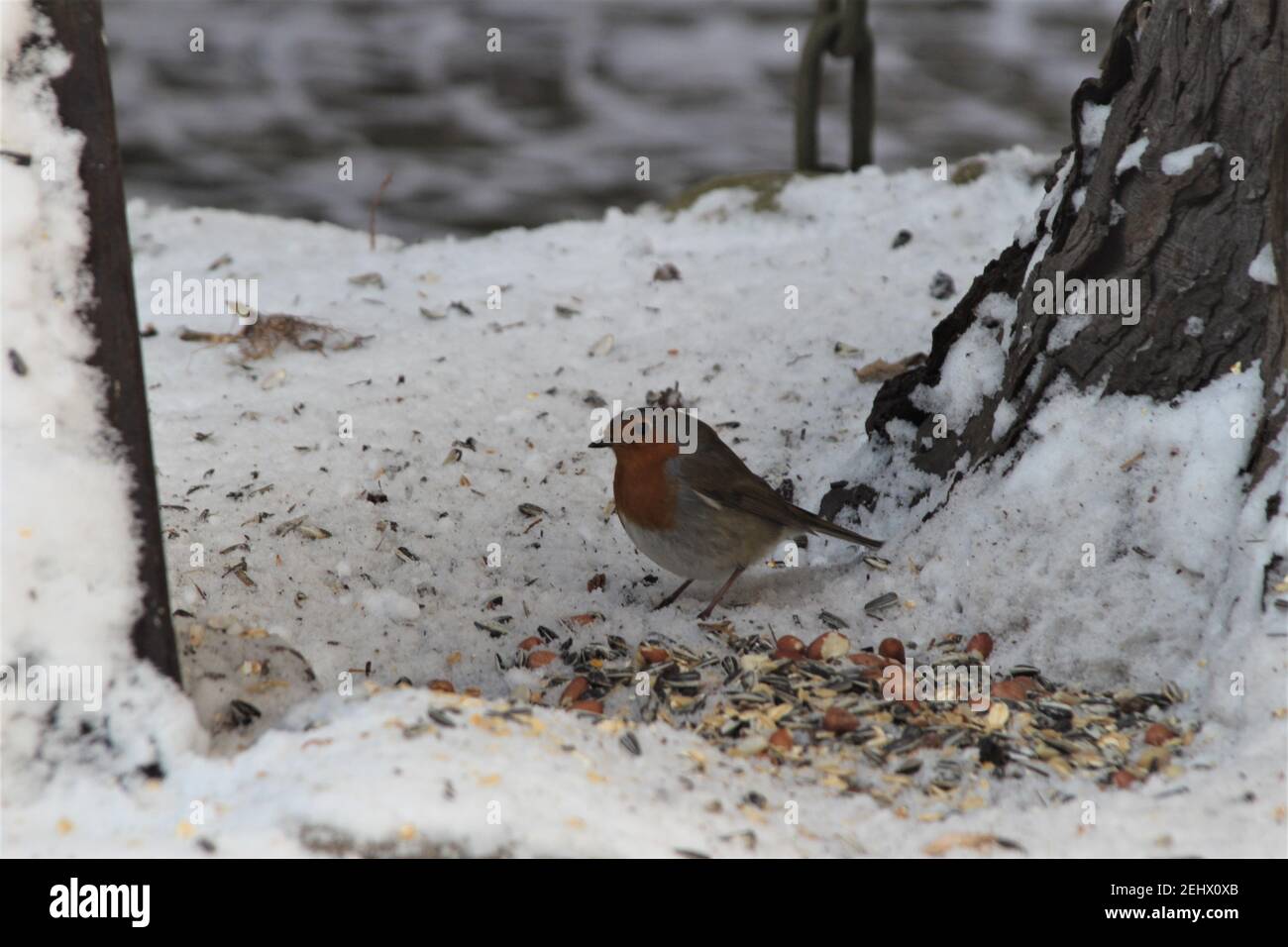 A little robin sits on a snow-covered ground searching for food Stock Photo