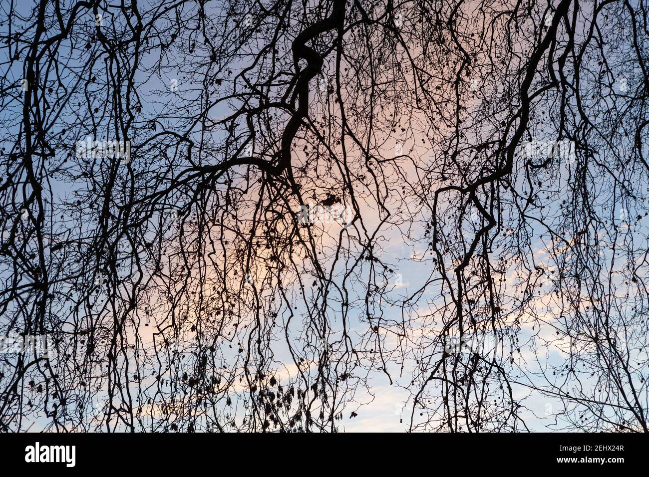 sunrise tree branches Stock Photo