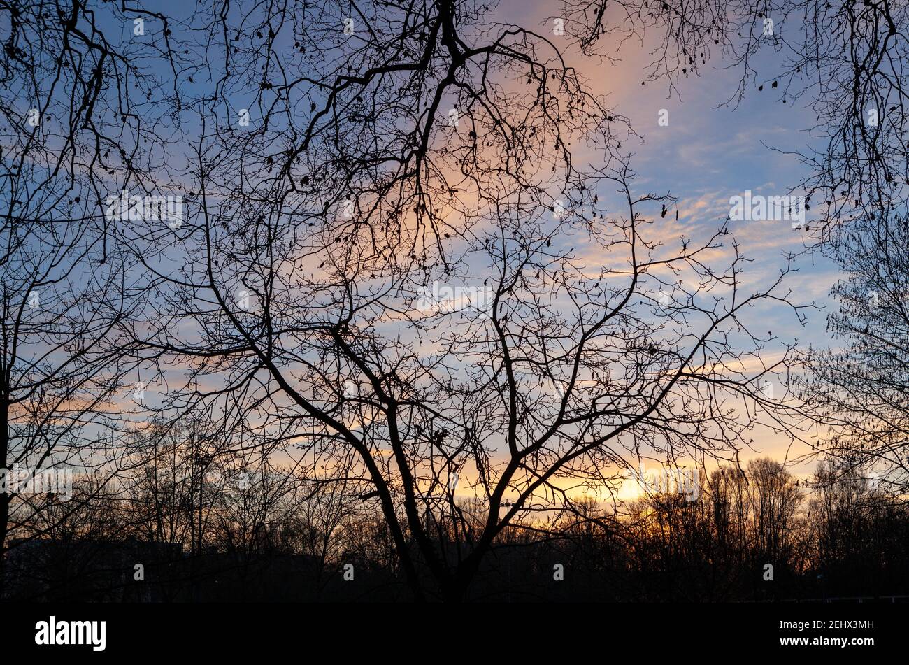 sunrise tree branches Stock Photo