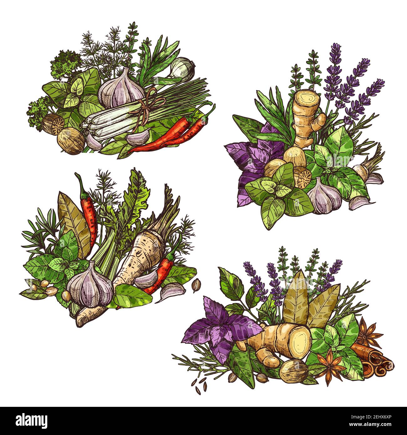 Herbs, spices, cooking condiments and vegetable seasonings vector