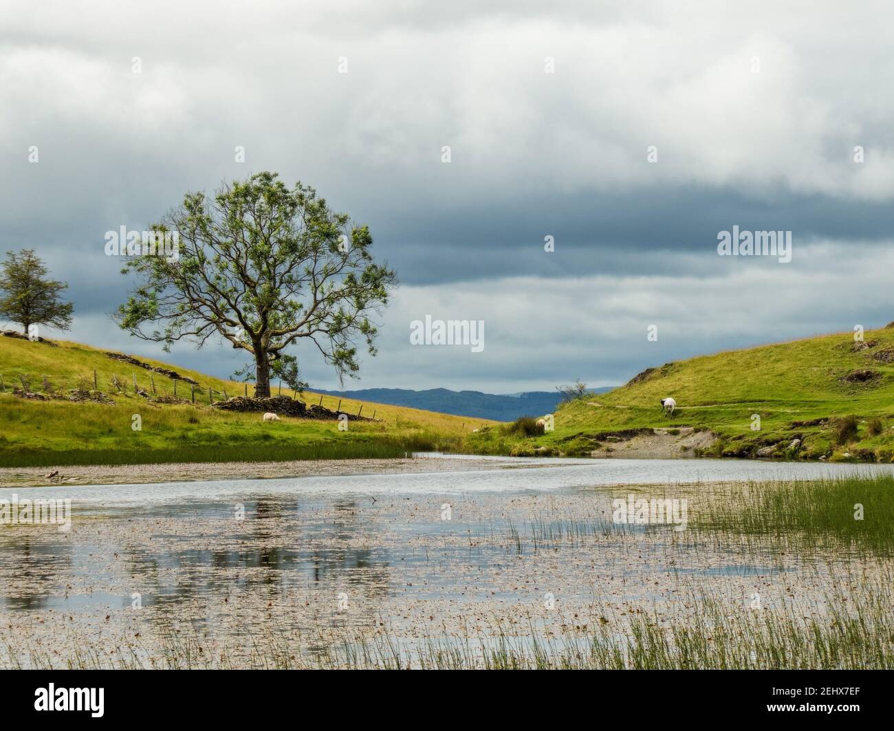 A tree on the shore of School Knot Tarn: a small body of water in the English Lake District Stock Photo