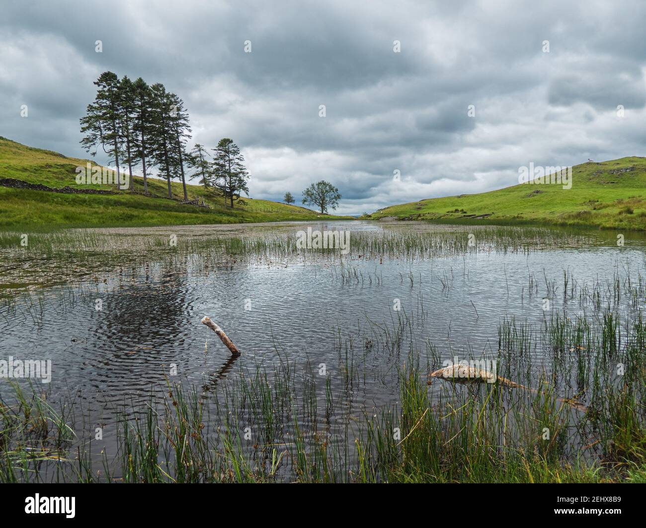 School Knot Tarn: a small reedy body of water in the English Lake District Stock Photo