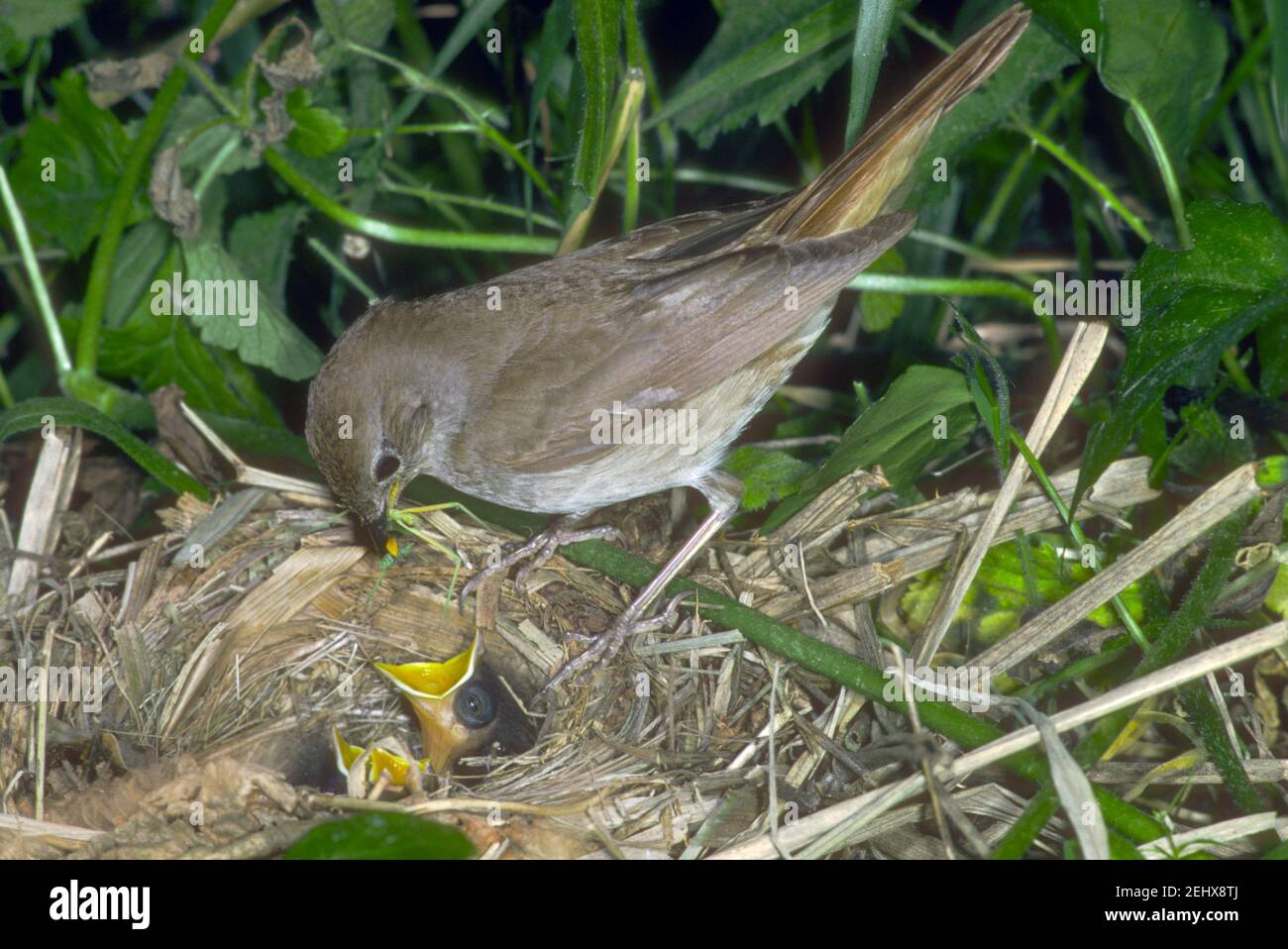 Nightingale, Luscinia megarhynchos. Adult at nest with chicks Stock Photo