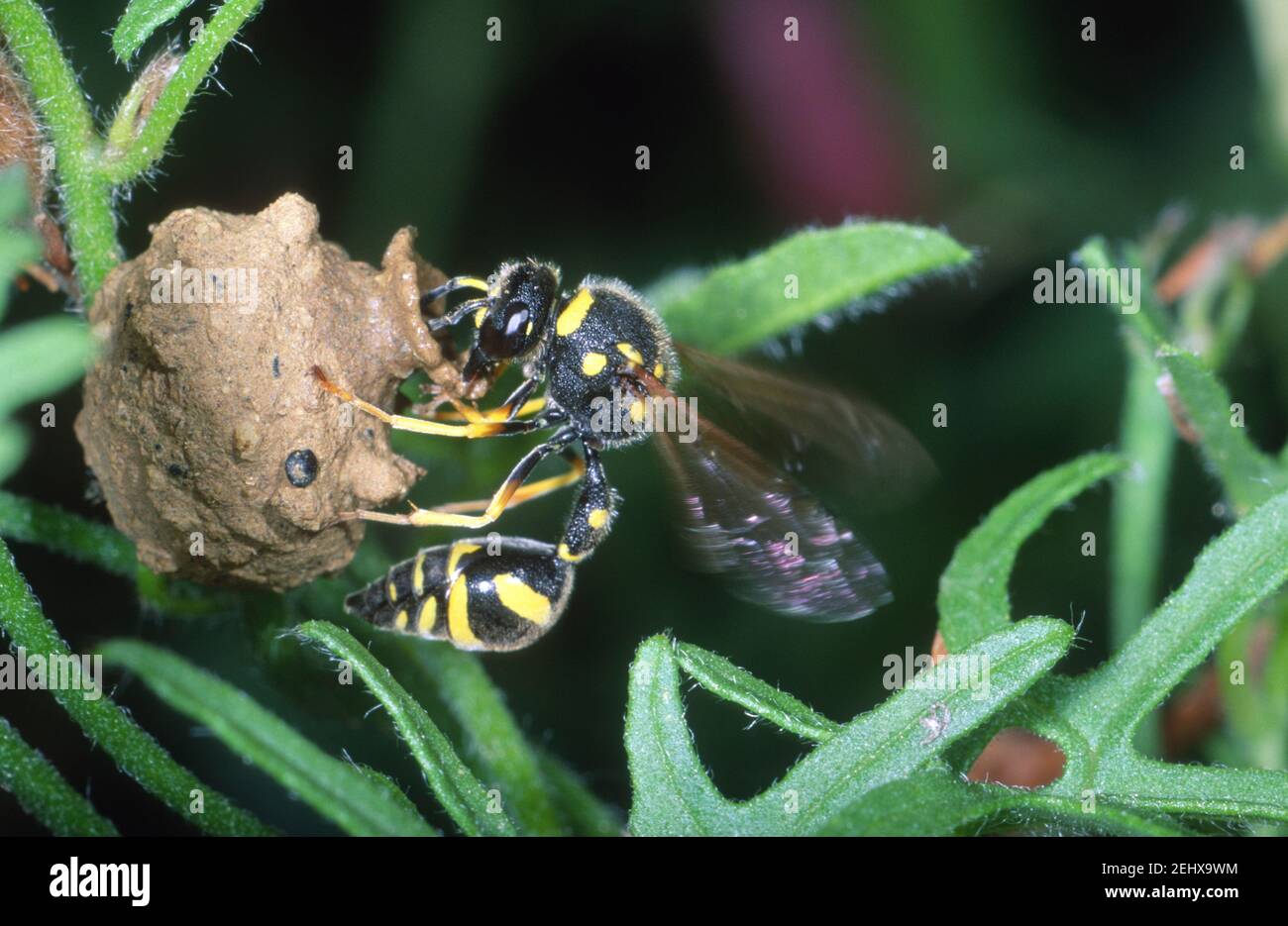 Mason Wasp, Eumenes coarctatus. Building its nest with mud Stock Photo