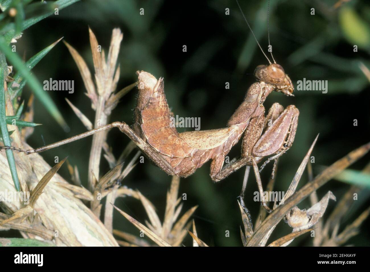 European Dwarf Mantis, Ameles objecta. Female Stock Photo