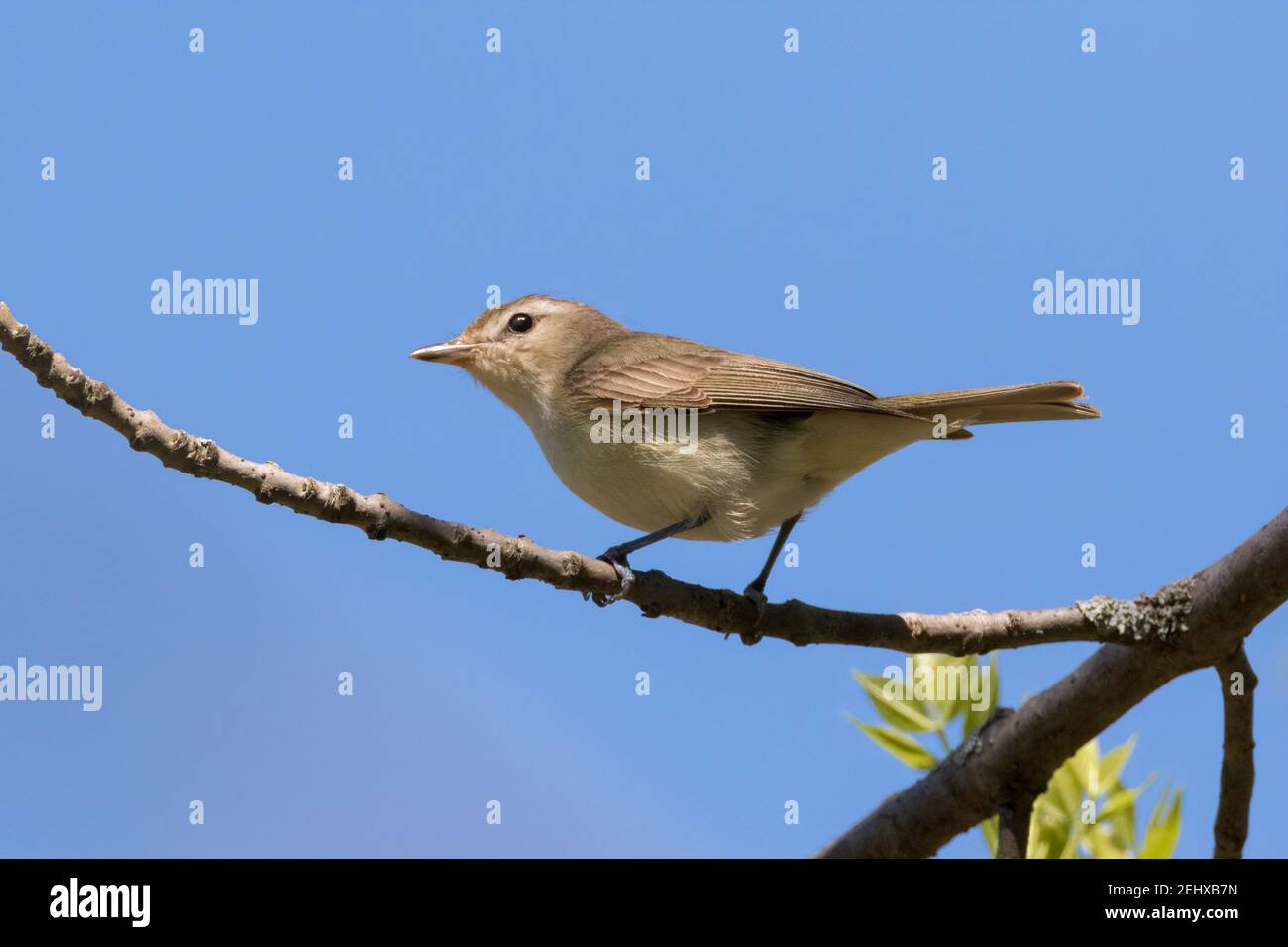 Low angle view close up of Warbling Vireo on tree branch Stock Photo