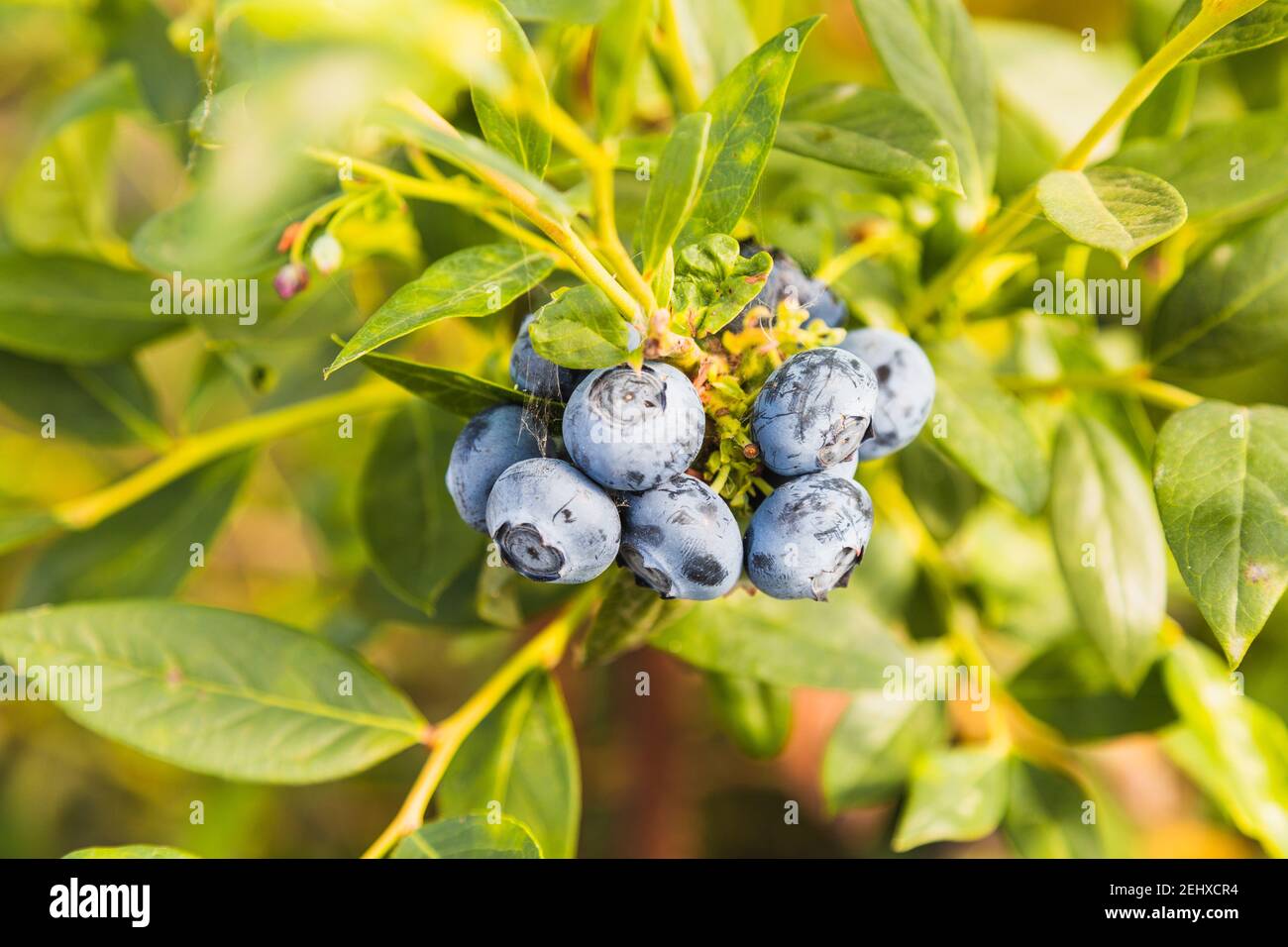 Blueberries - delicious, healthy berry fruit. Vaccinium corymbosum, high huckleberry. Blue ripe fruit on the healthy green plant. Food plantation - bl Stock Photo
