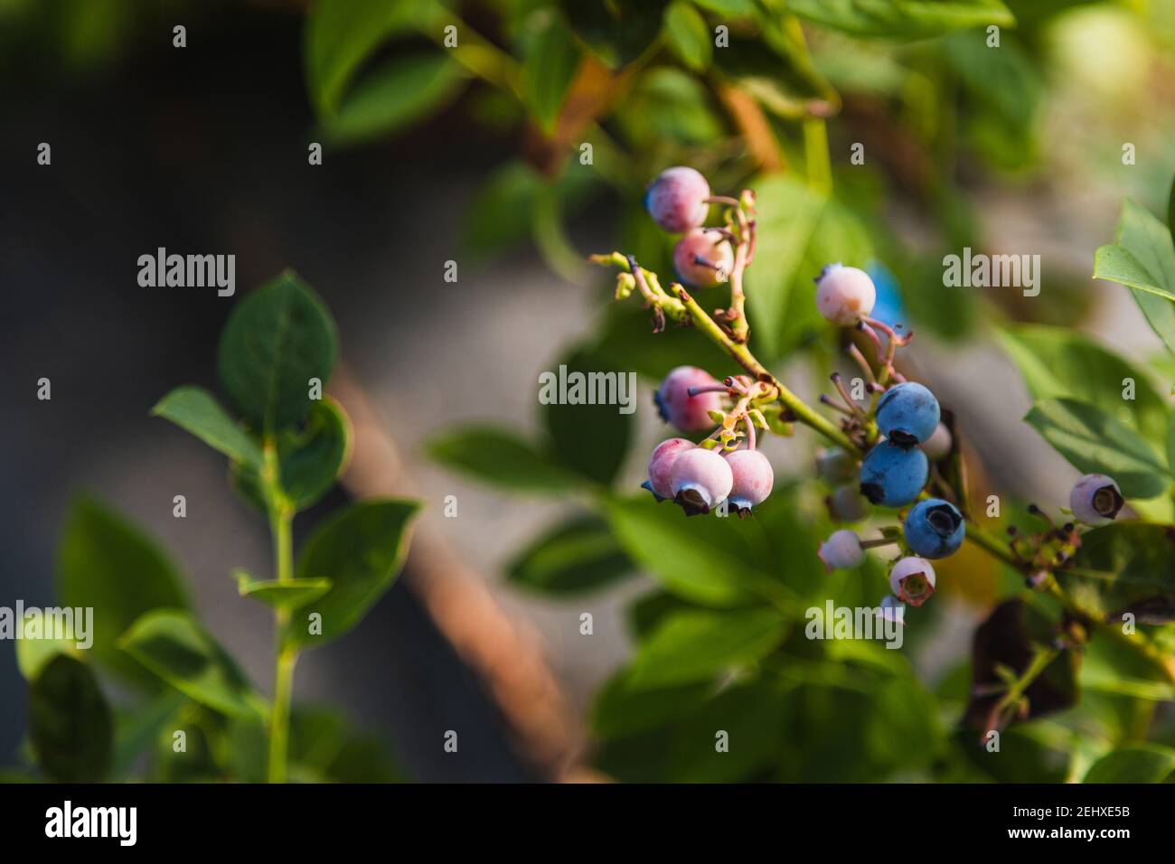 Blueberries - delicious, healthy berry fruit. Vaccinium corymbosum, high huckleberry. Blue ripe fruit on the healthy green plant. Food plantation - bl Stock Photo