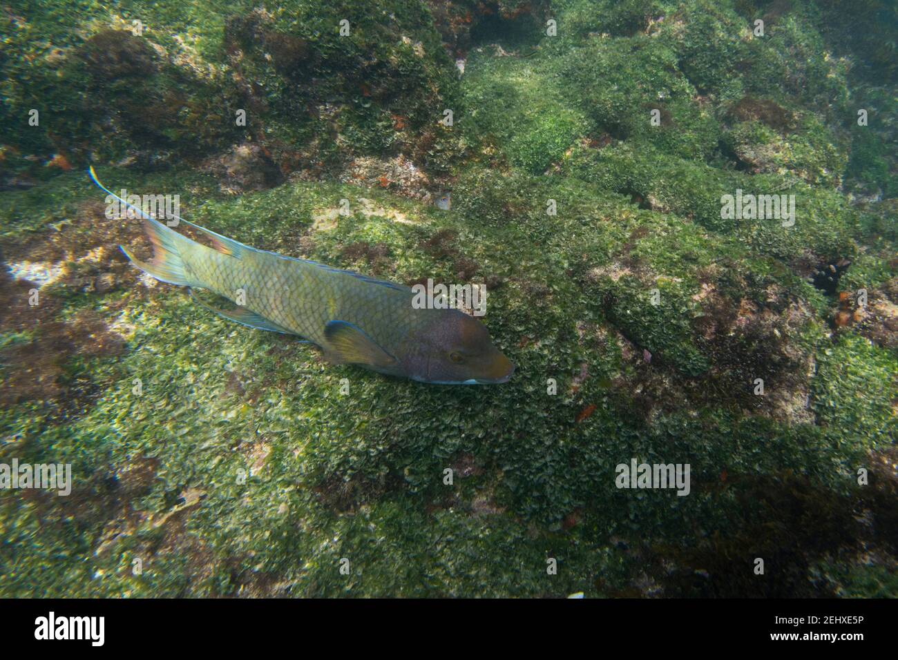 Streamer Hogfish (Bodianus diplotaenia) , Post Office Bay, Floreana