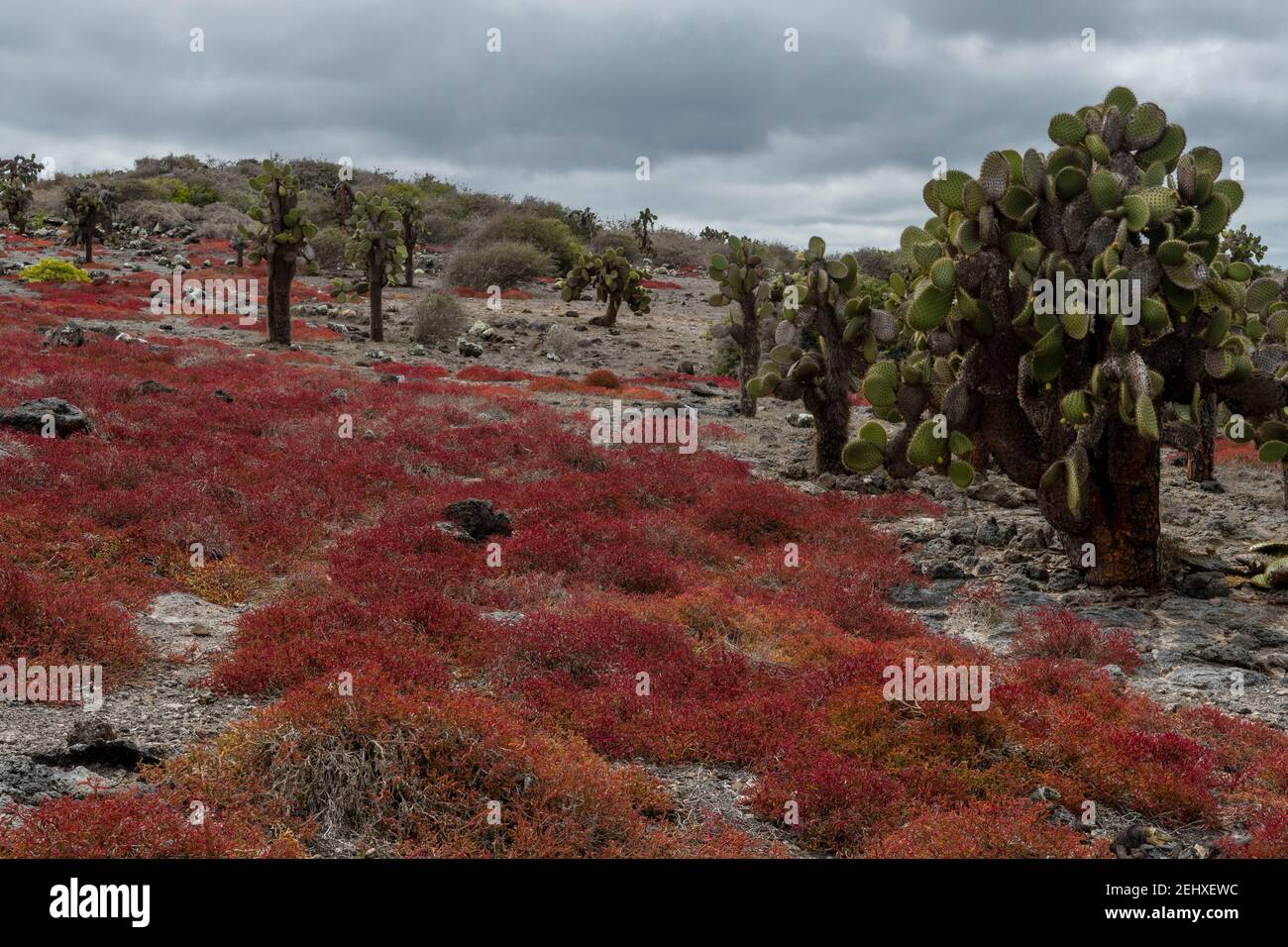 Sesuvium edmonstonei on South Plaza Island, Galapagos islands, Ecuador. Stock Photo