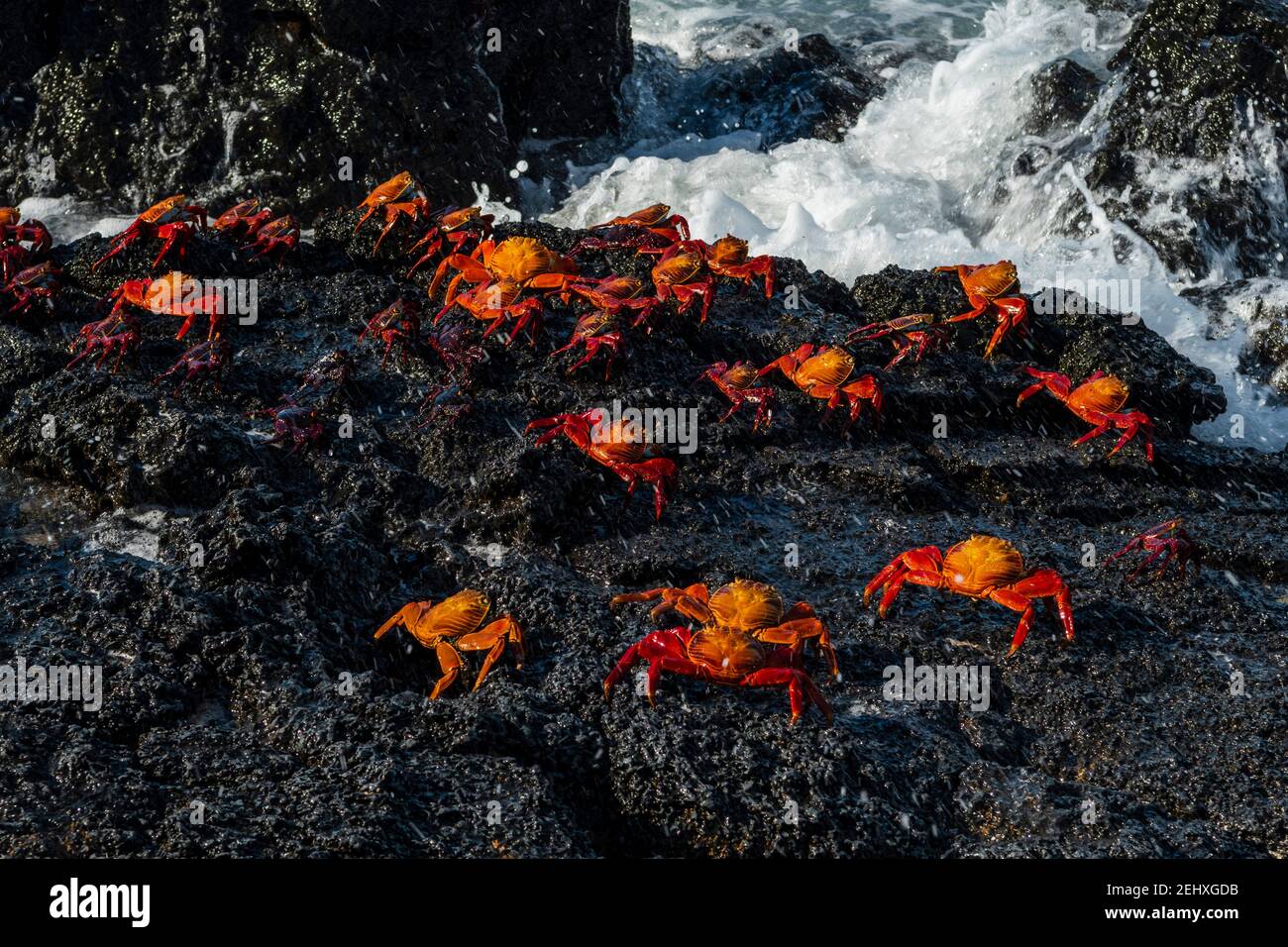 Sally Lightfoot Crab (Grapsus grapsus), Bachas beach, North Seymour island, Galapagos islands, Ecuador. Stock Photo