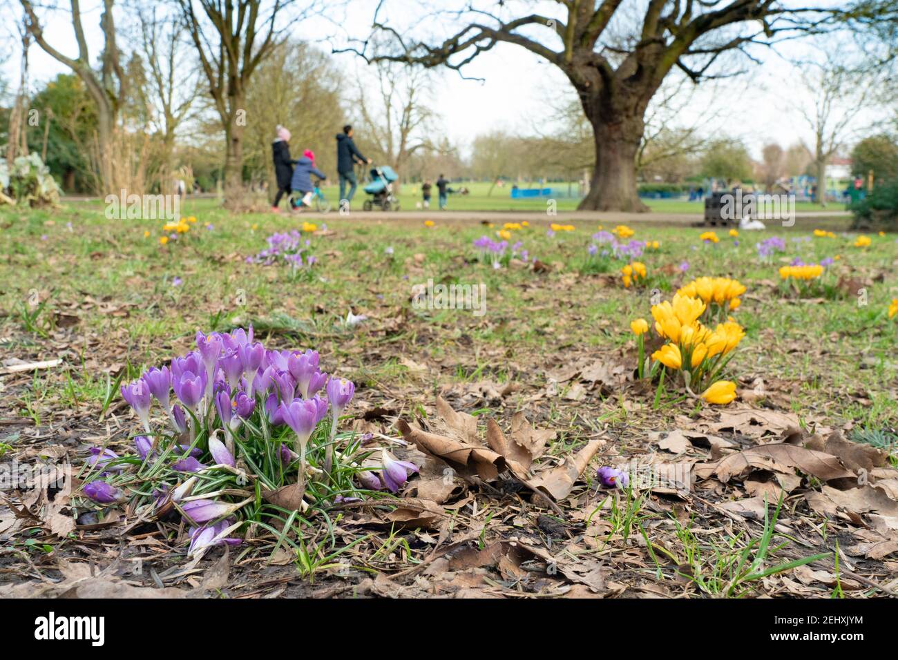London, UK. 20th Feb, 2021. Wild purple crocuses in Lammas Park in Ealing on an early spring day in London. Photo date: Saturday, February 20, 2021. Photo: Richard Gray/Alamy Live News Stock Photo