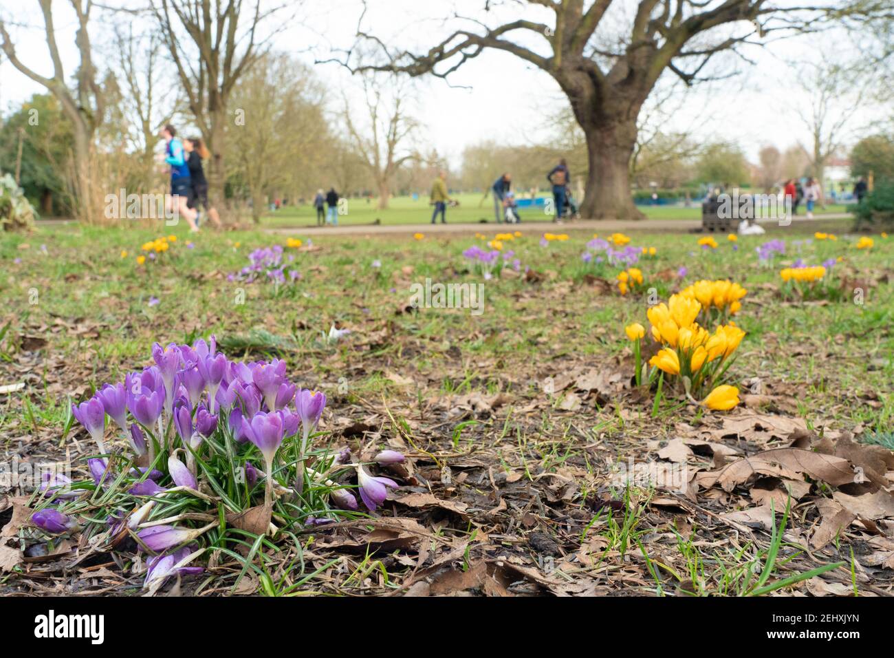 London, UK. 20th Feb, 2021. Wild purple crocuses in Lammas Park in Ealing on an early spring day in London. Photo date: Saturday, February 20, 2021. Photo: Richard Gray/Alamy Live News Stock Photo
