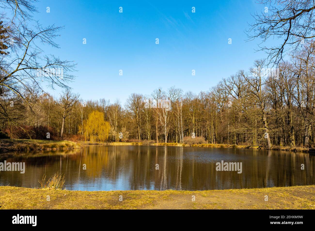 Trees and bushes reflecting in big pond in small park Stock Photo - Alamy