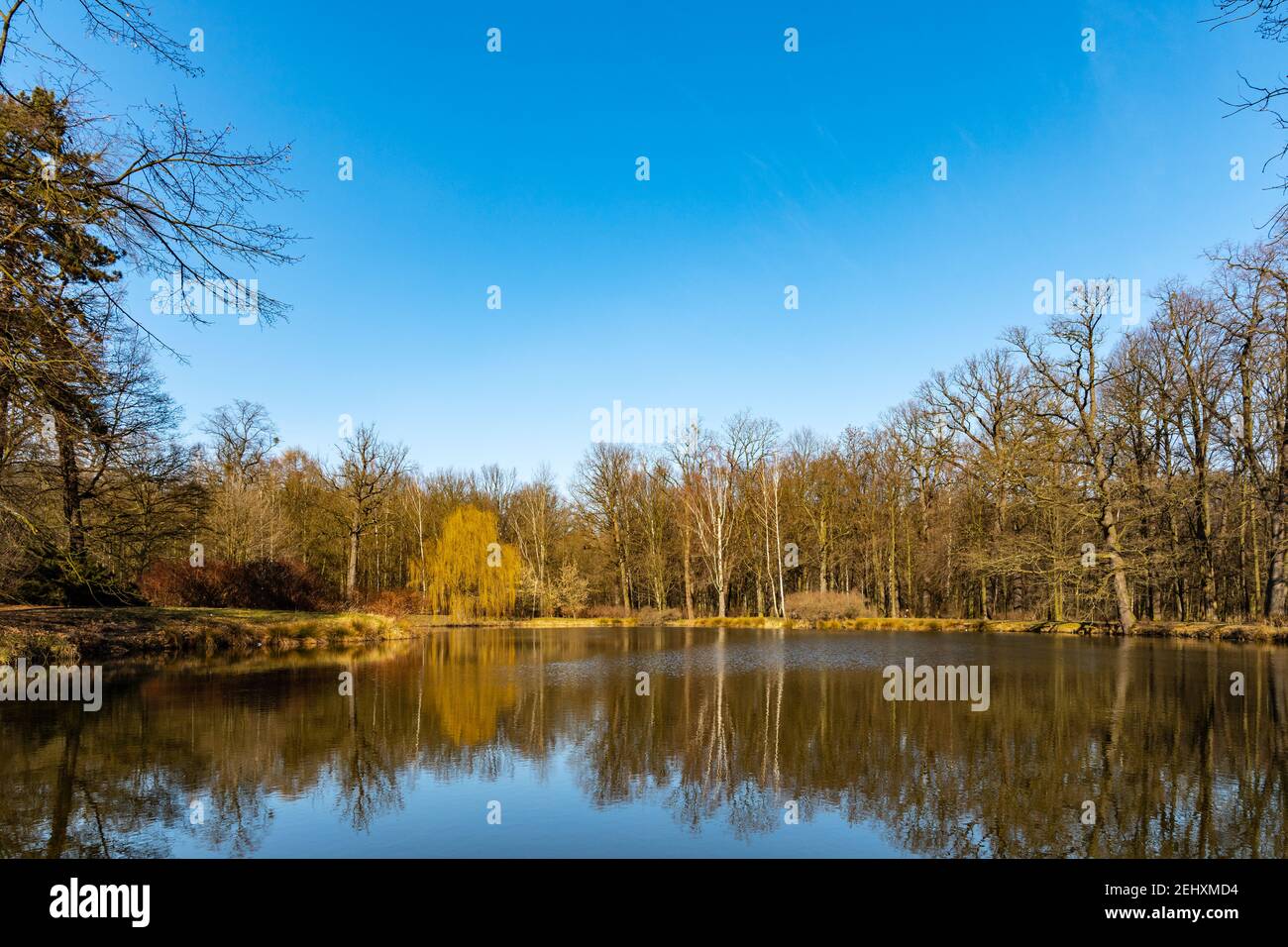 Big trees reflecting in hi-res stock photography and images - Alamy