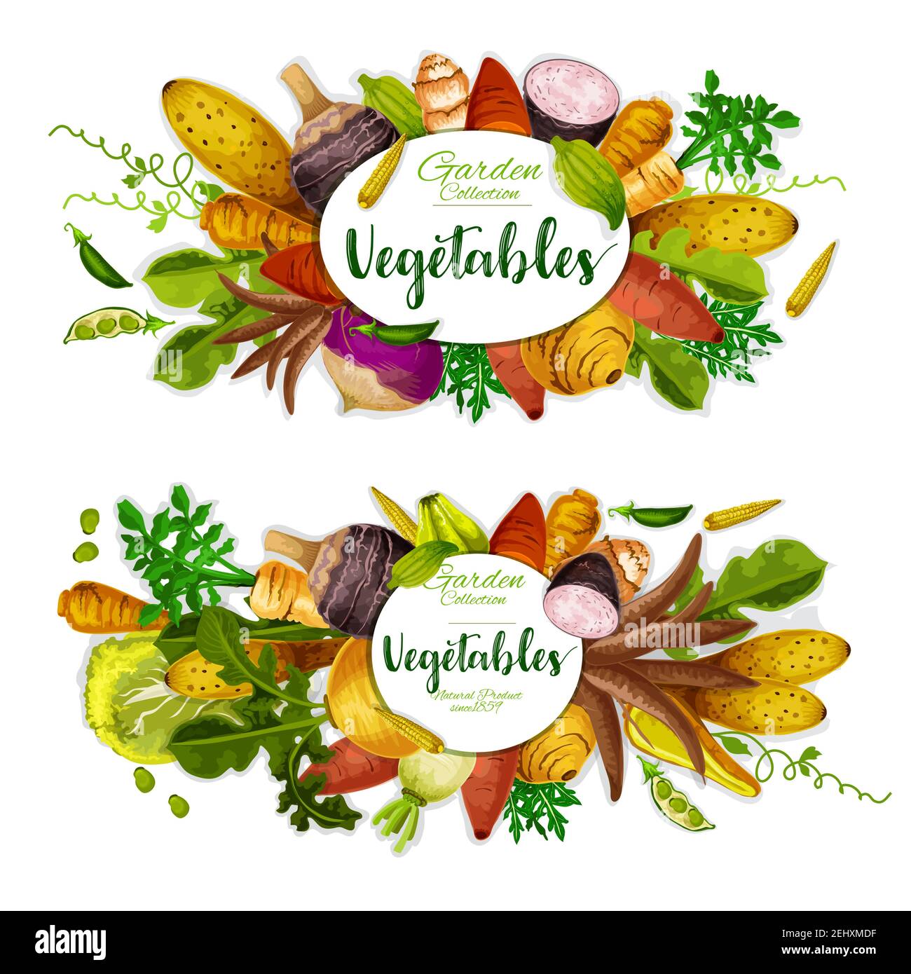 Exotic vegetables, beans and herbs with sweet potato, radish and corn, yam, celery and turnip, jerusalem artichoke, cassava and arracacia, cyclanthera Stock Vector