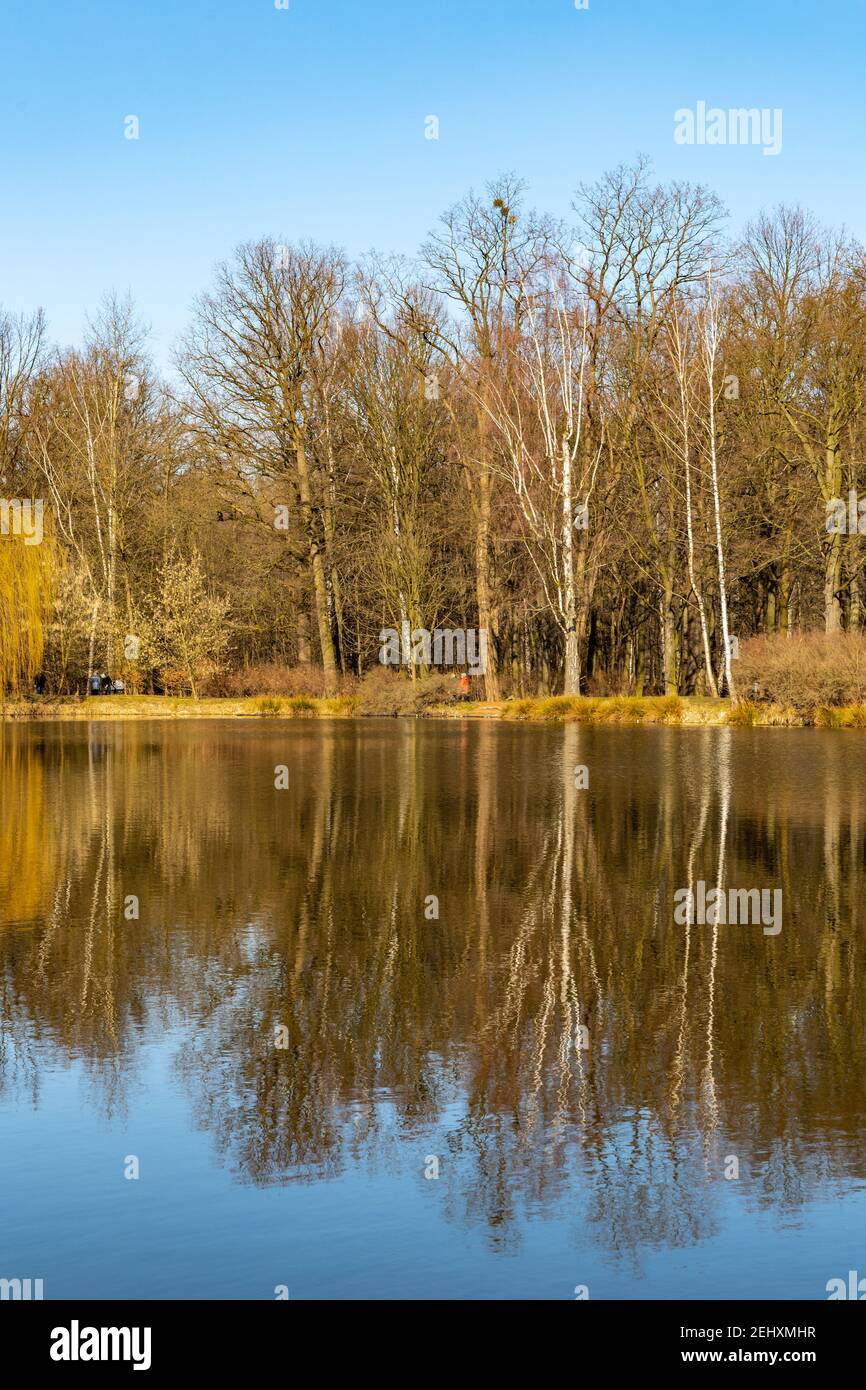 Trees and bushes reflecting in big pond in small park Stock Photo - Alamy