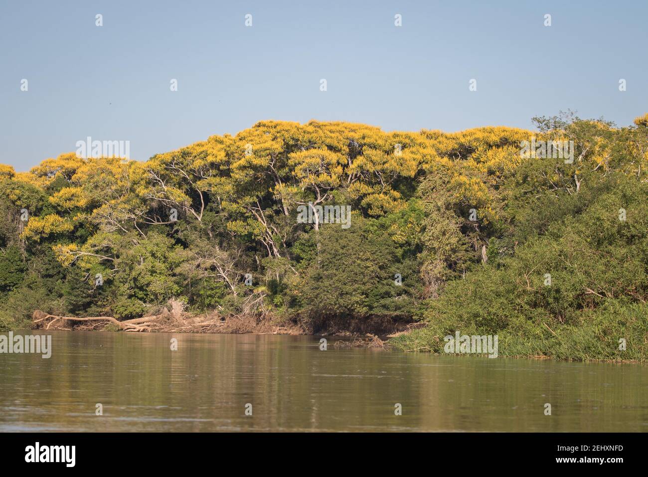 Mato grosso brazil landscape hi-res stock photography and images - Alamy