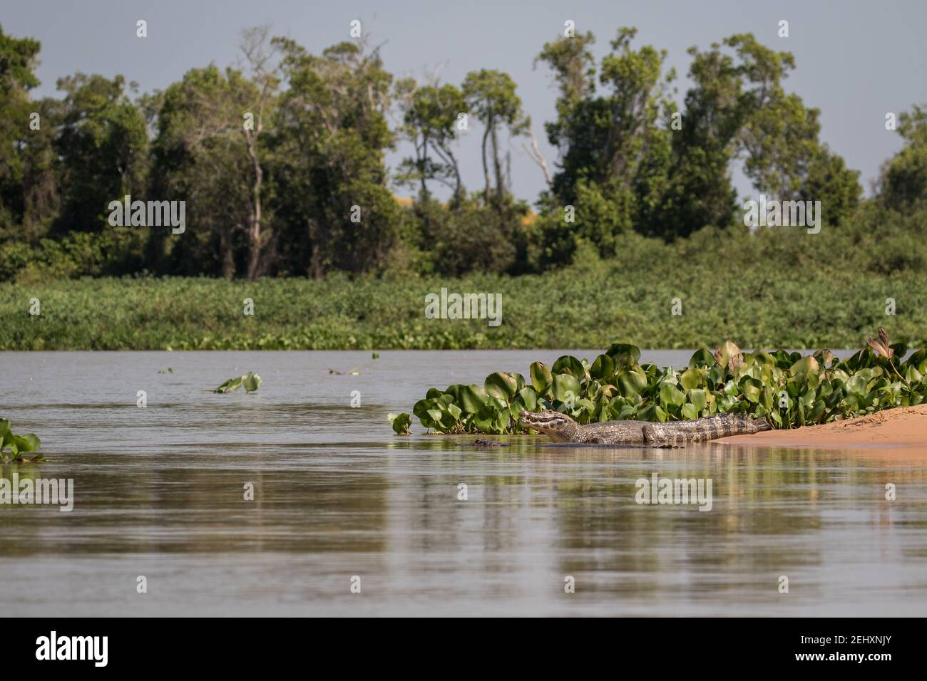 Mato grosso brazil landscape hi-res stock photography and images - Alamy
