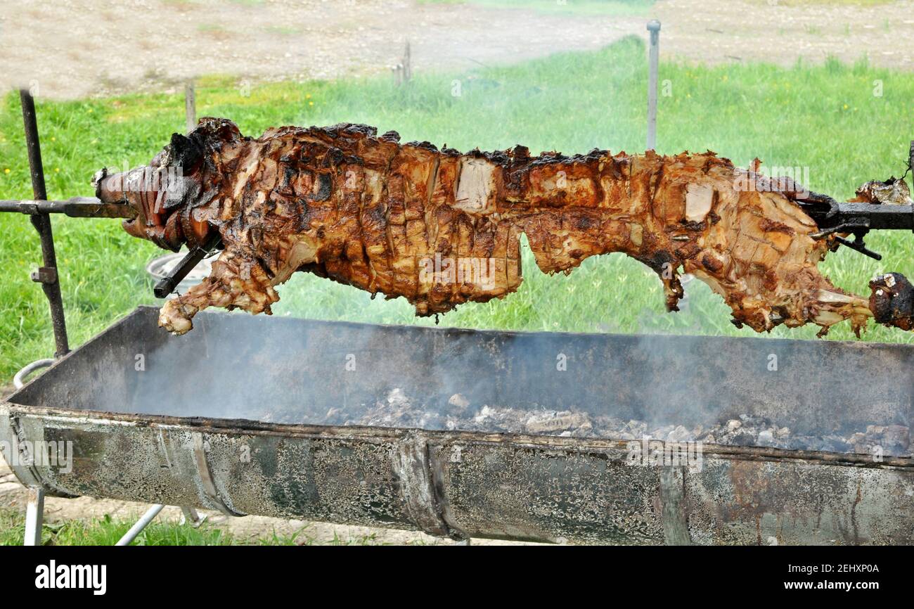 Close up of a carcass of an rooster pig (barbecue) rotating on a skewer in the garden. Stock Photo