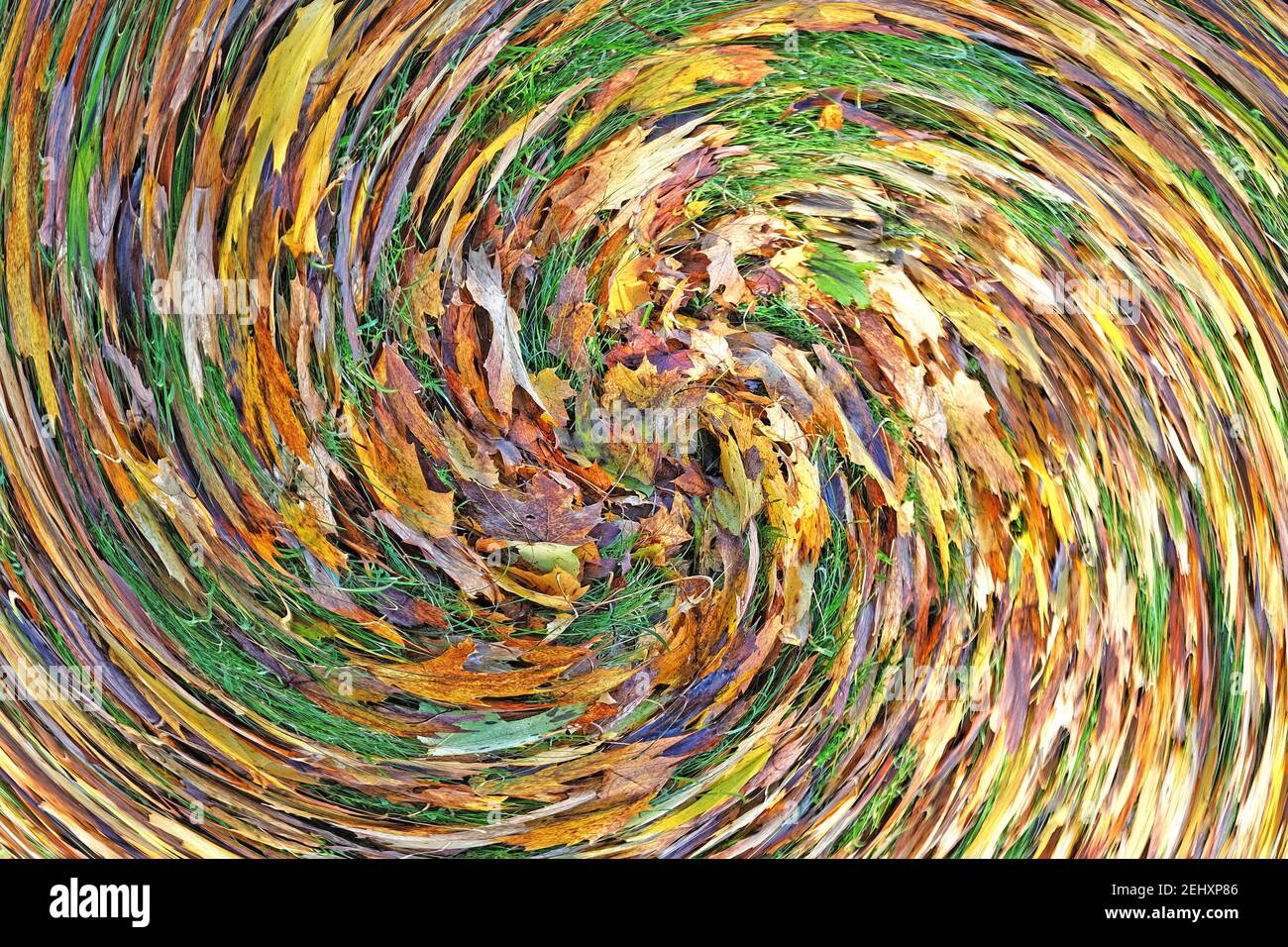Abstract: Swirl or spiral of fallen Autumn leaves Stock Photo