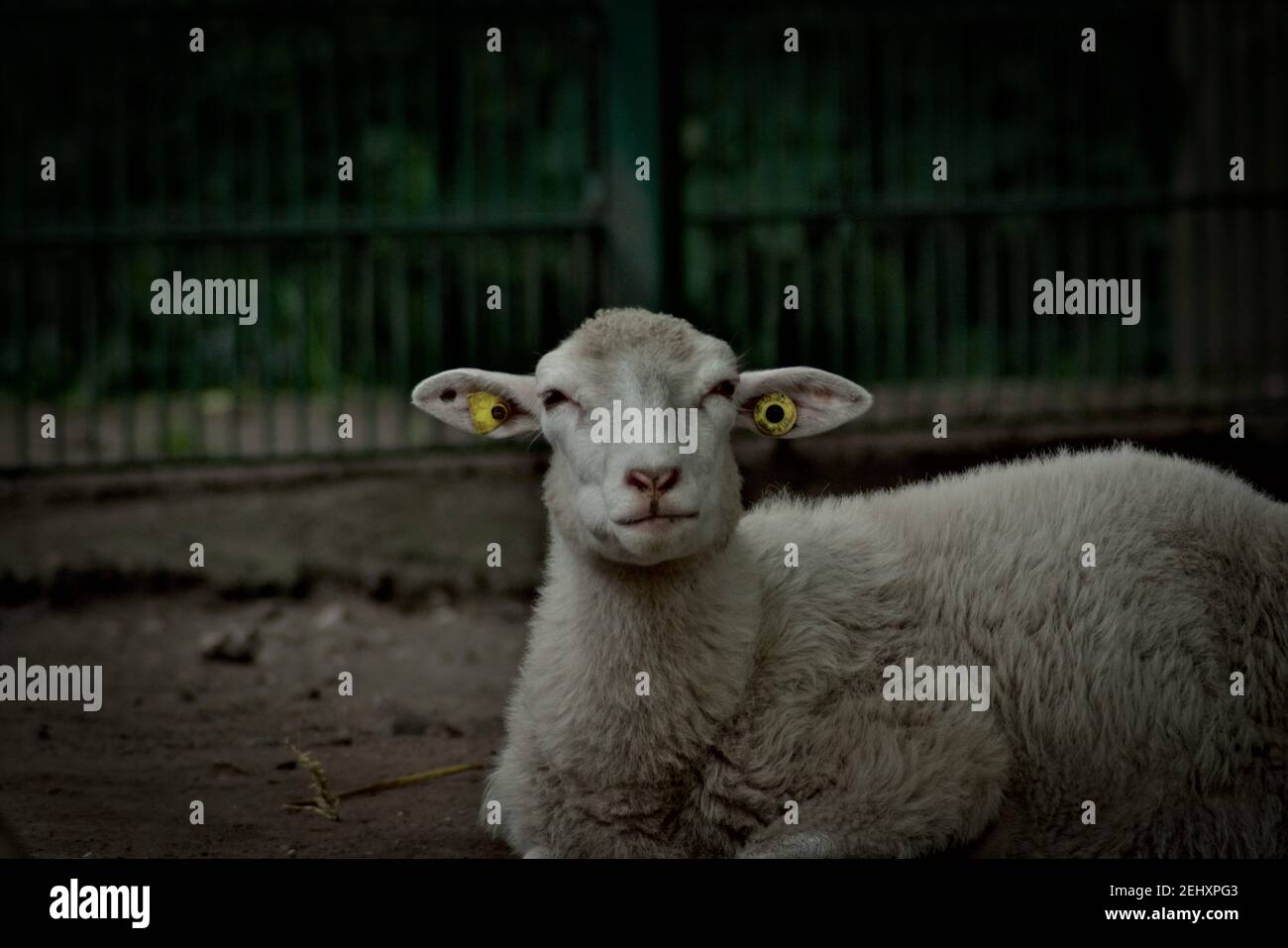 Group of Domestic Sheep Stock Photo