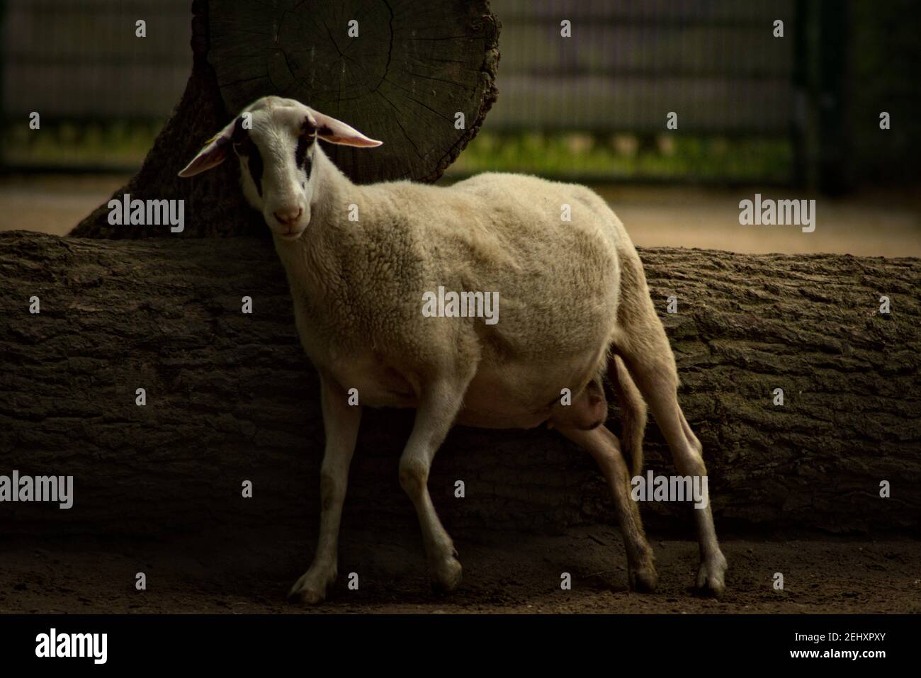 Group of Domestic Sheep Stock Photo