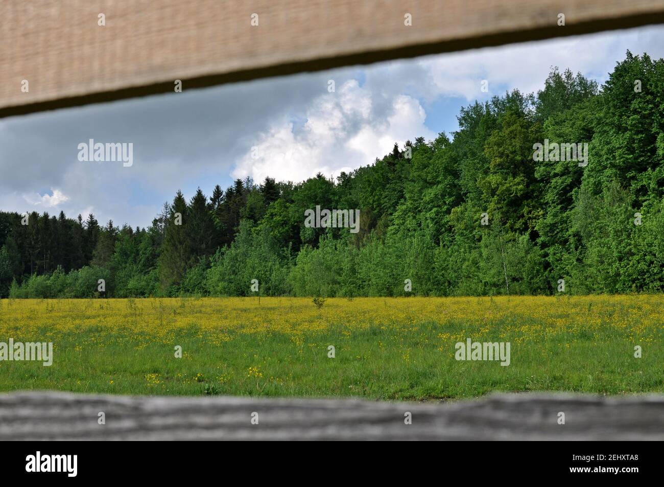 Landscape of a green and yellow meadow in an wooden fence frame , with trees in background and cloudy sky. Stock Photo