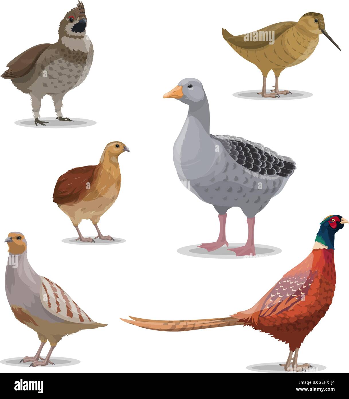 Birds species, hunting season, poultry isolated vector. Goose and